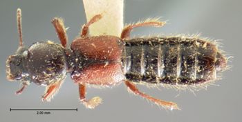 Media type: image;   Entomology 6532 Aspect: habitus dorsal view